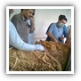 LEAF TOBACCO SHREDDED TOBACCO raw tobacco leaf dark air cured tobacco rustica tobacco FLUE CURED TOBACCO